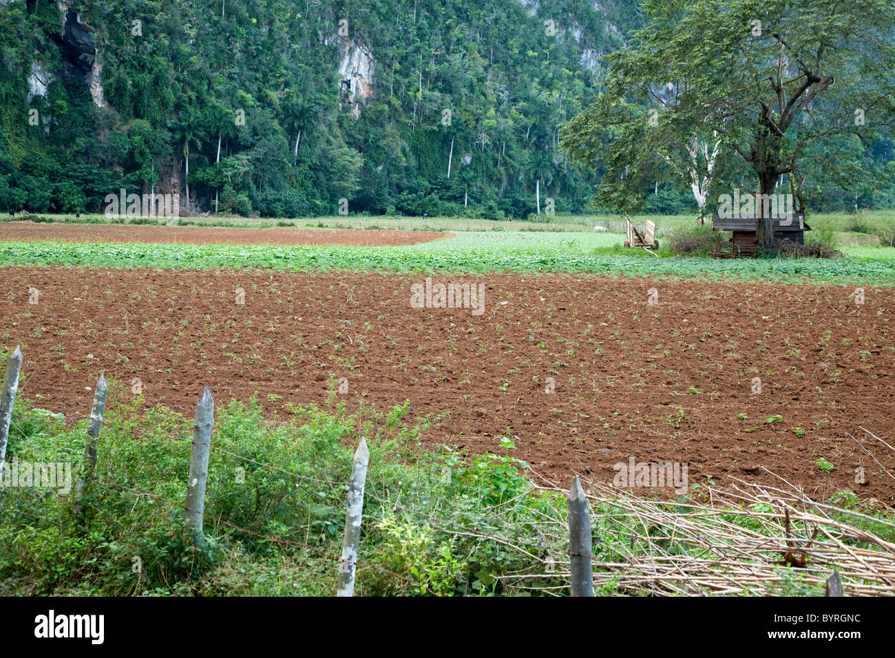 Cuba, Pinar del Rio Region, Valle de Viñales (Vinales) Area. Farmer's Field. Agricultural Scene. Stock Photo