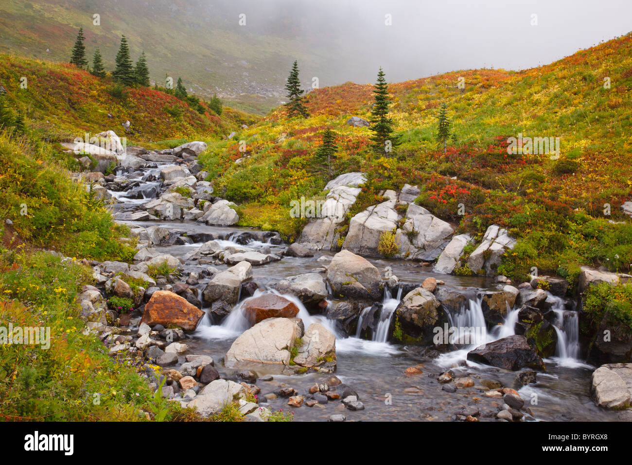 autumn colors in mt. rainier national park; washington, united states of america Stock Photo