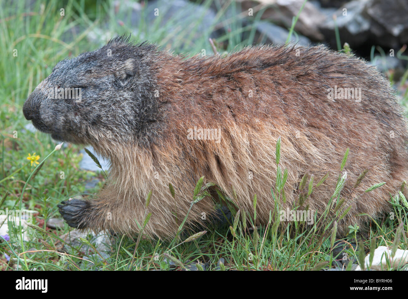 Alpine Marmot (Marmota marmota). Near Gavarnie. Park National des Pyrenees, The Pyrenees, France. June. Stock Photo