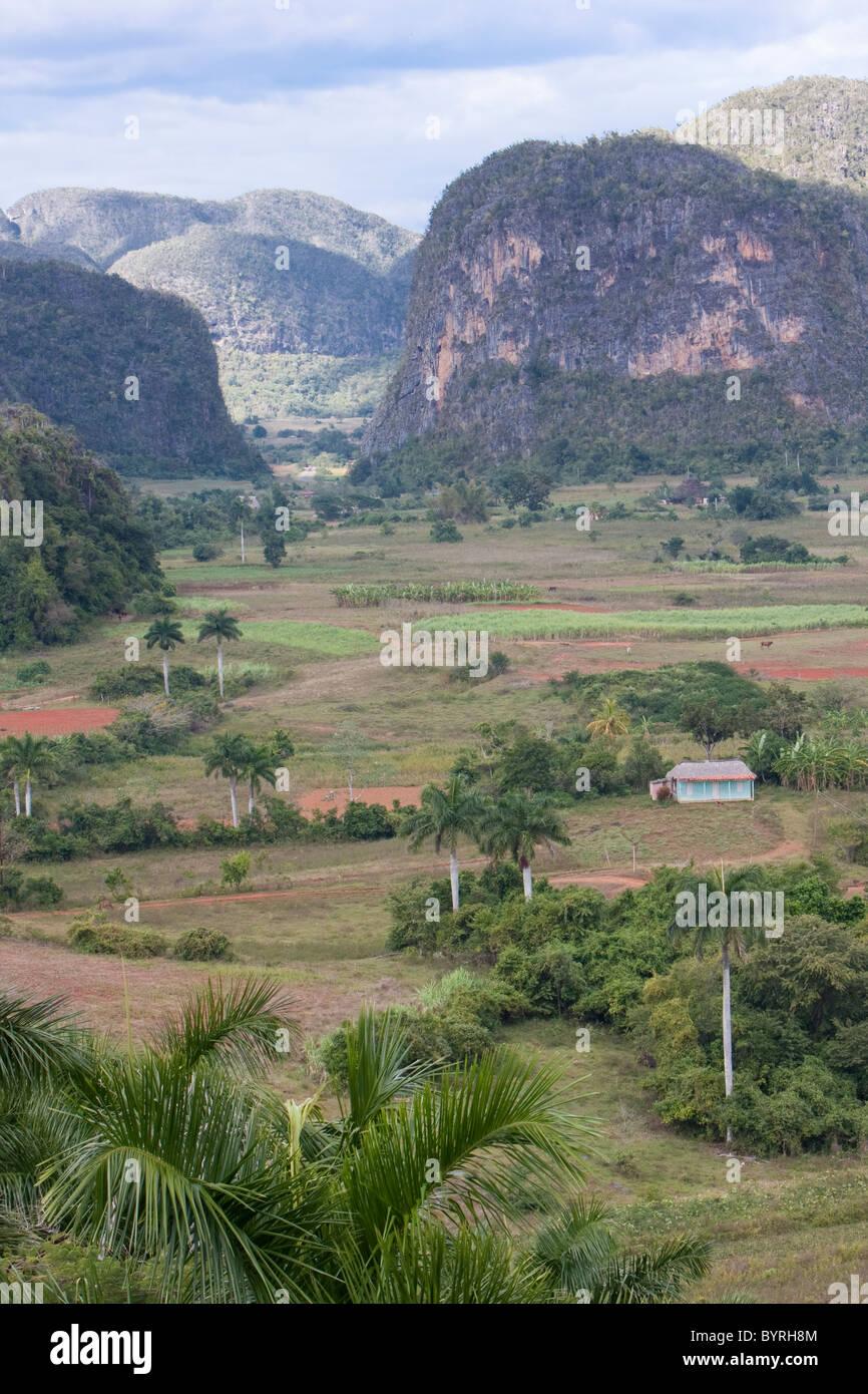 Cuba, Pinar del Rio Region, Valle de Viñales (Vinales) Area. Limestone Mogotes in the background. Stock Photo