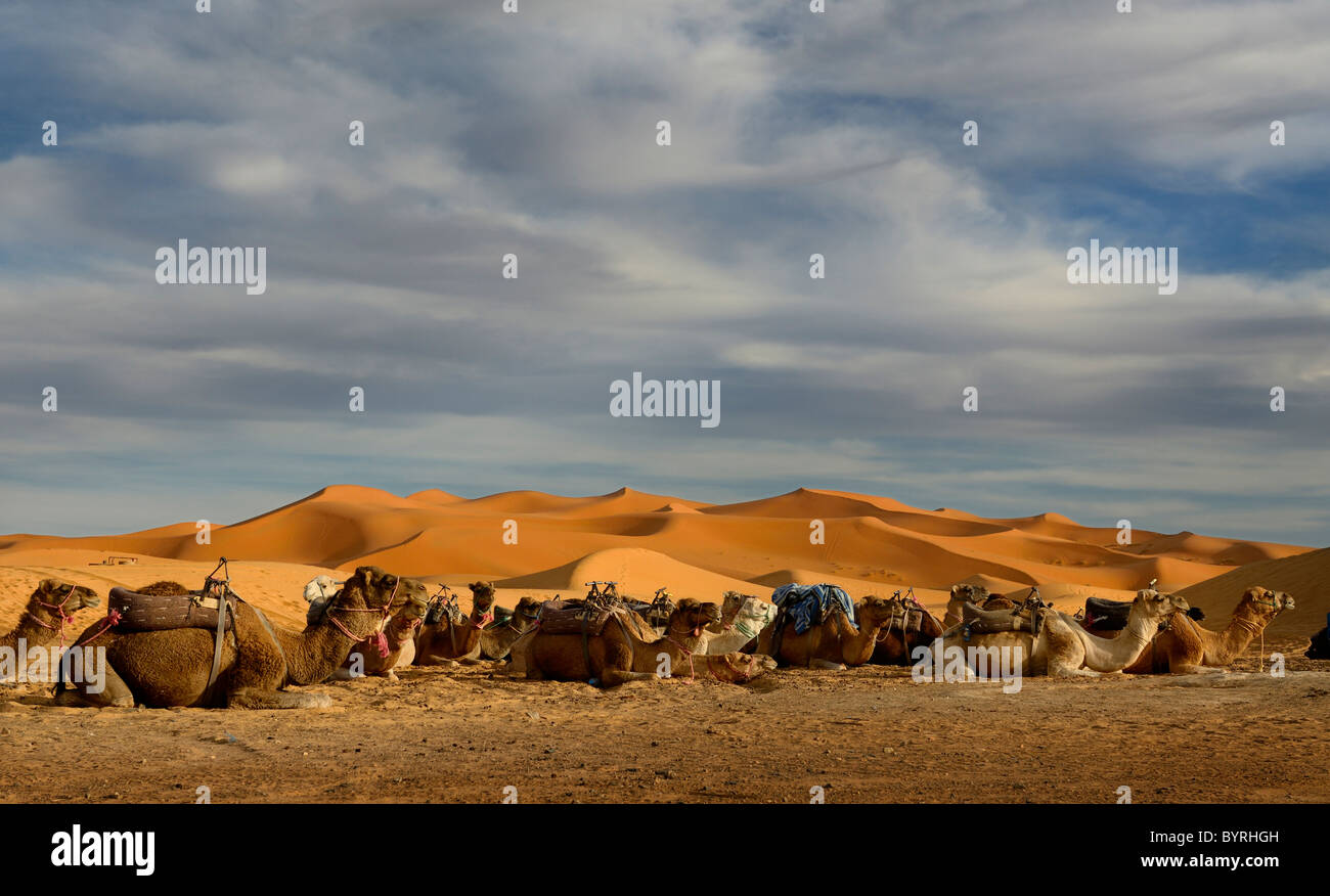 Large group of Dromedary camels sitting with harness and saddles in the Erg Chebbi desert awaiting a night ride at Auberge du Sud Morocco North Africa Stock Photo