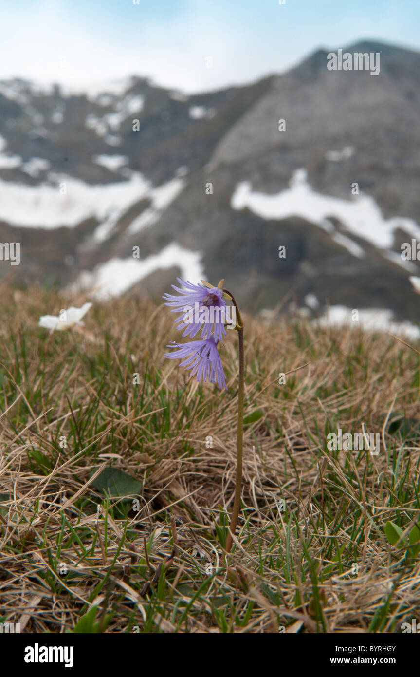 Soldanella alpina (alpine snowbell or blue moonwort). Le Cirque de Troumouse. Park National des Pyrenees, The Pyrenees, France. Stock Photo