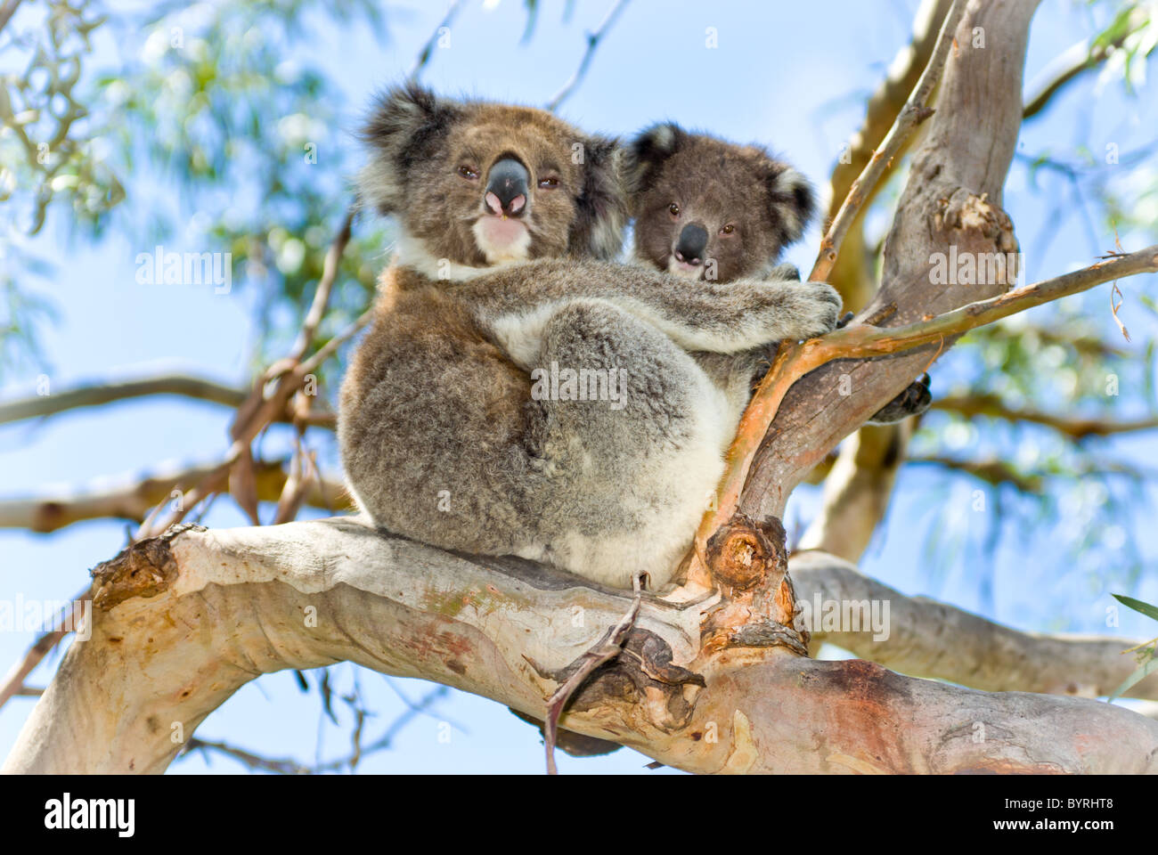 Koala mother and baby Stock Photo