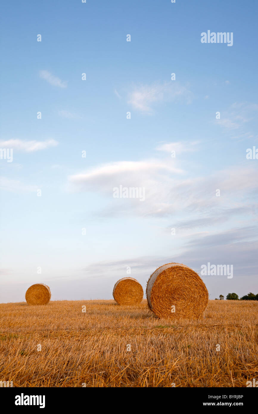 Big bales of straw on a wheat stubble field in sunset against a blue sky with purplish clouds, Denmark Stock Photo