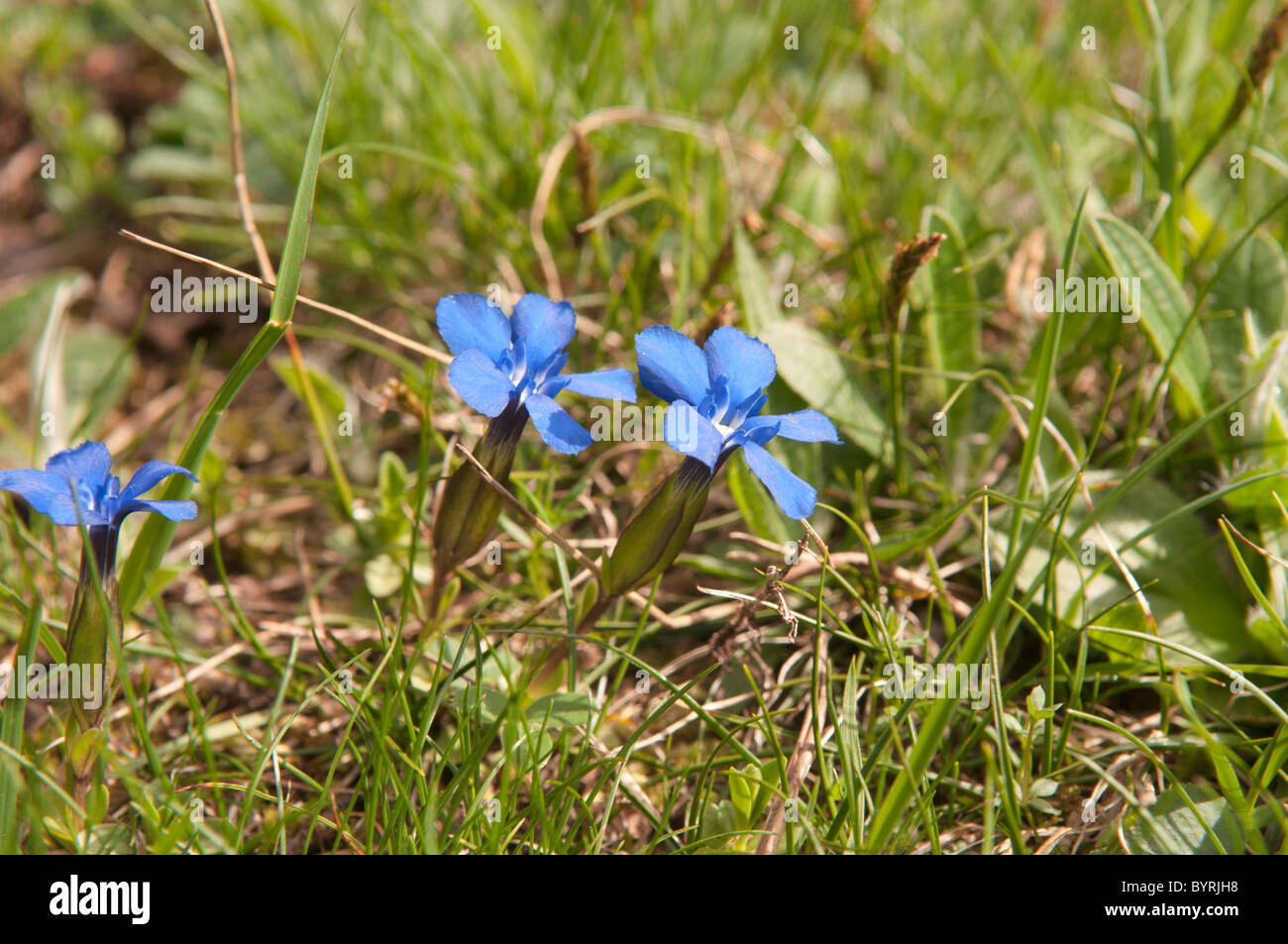 Spring gentian. Gentiana verna. The Pryenees. France. June. Stock Photo