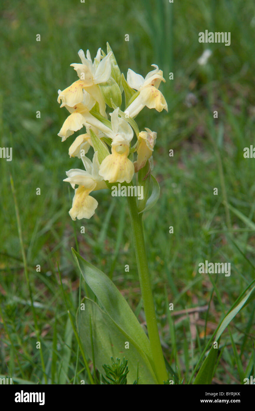 Dactylorhiza sambucina. Elder-flowered orchid. Park National des Pyrenees, The Pyrenees, France. June. Stock Photo