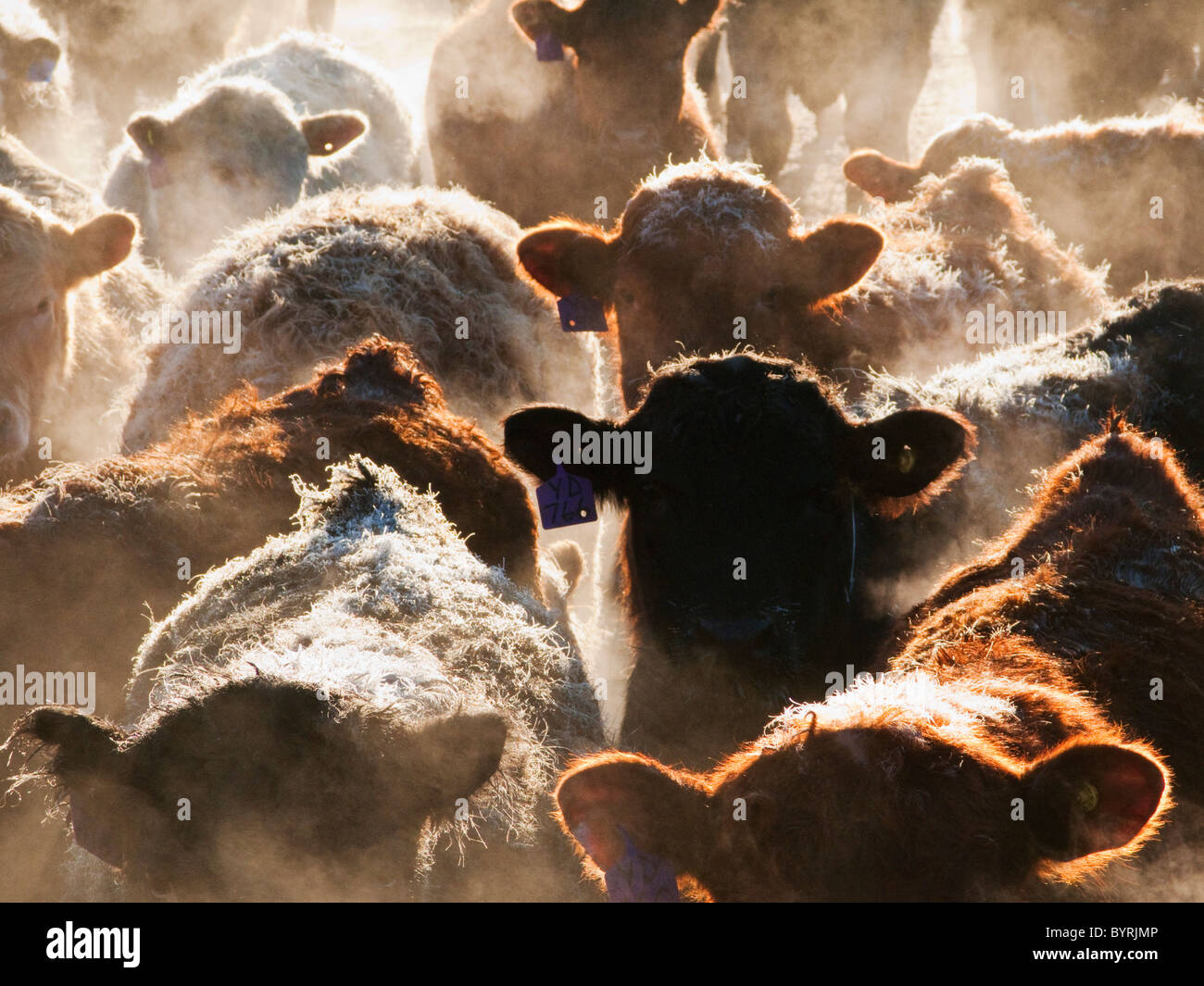 Livestock - Crossbred and mixed breeds of beef cattle in a feedlot pen on a frosty Winter morning at sunrise / Alberta, Canada. Stock Photo
