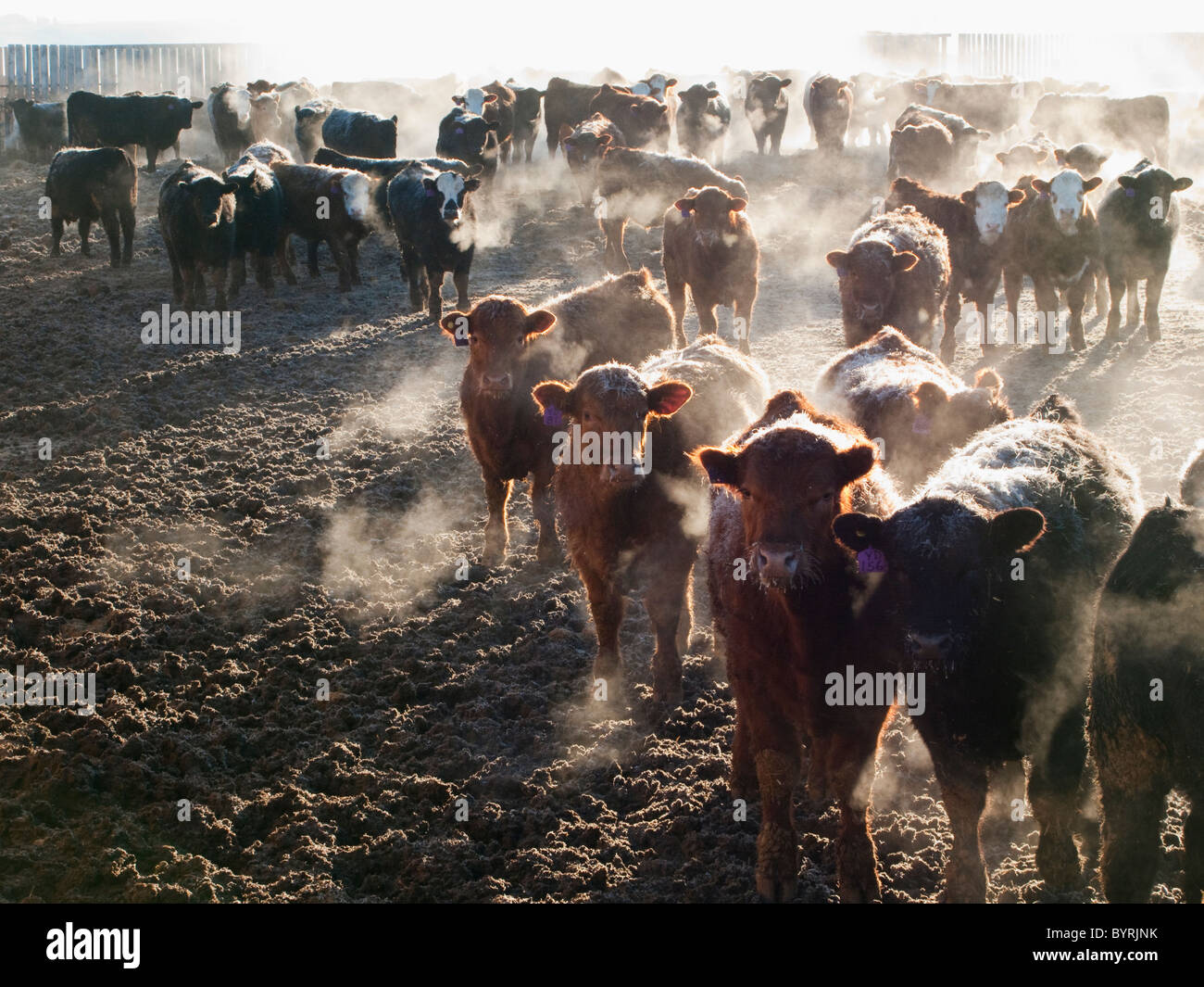 Livestock Crossbred and mixed breeds of beef cattle in a feedlot pen