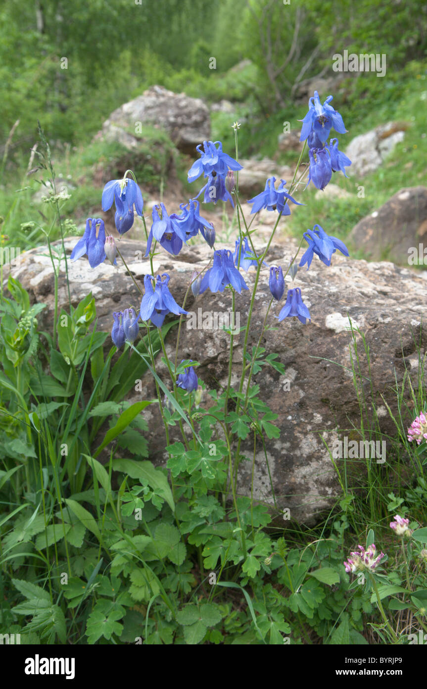 Aquilegia vulgaris. Common columbine. Park National des Pyrenees, The Pyrenees, France. June. Stock Photo