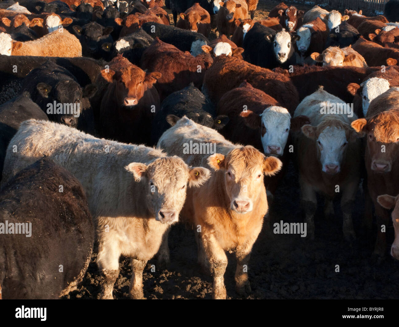 Cattle feedlot canada hires stock photography and images Alamy