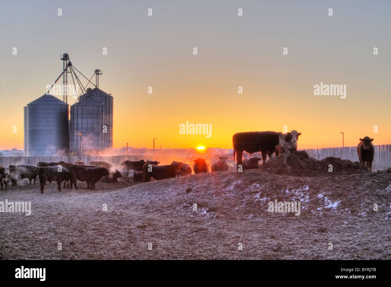 Livestock - Crossbred and mixed breeds of beef cattle in a feedlot pen on a frosty Winter morning at sunrise / Alberta, Canada. Stock Photo