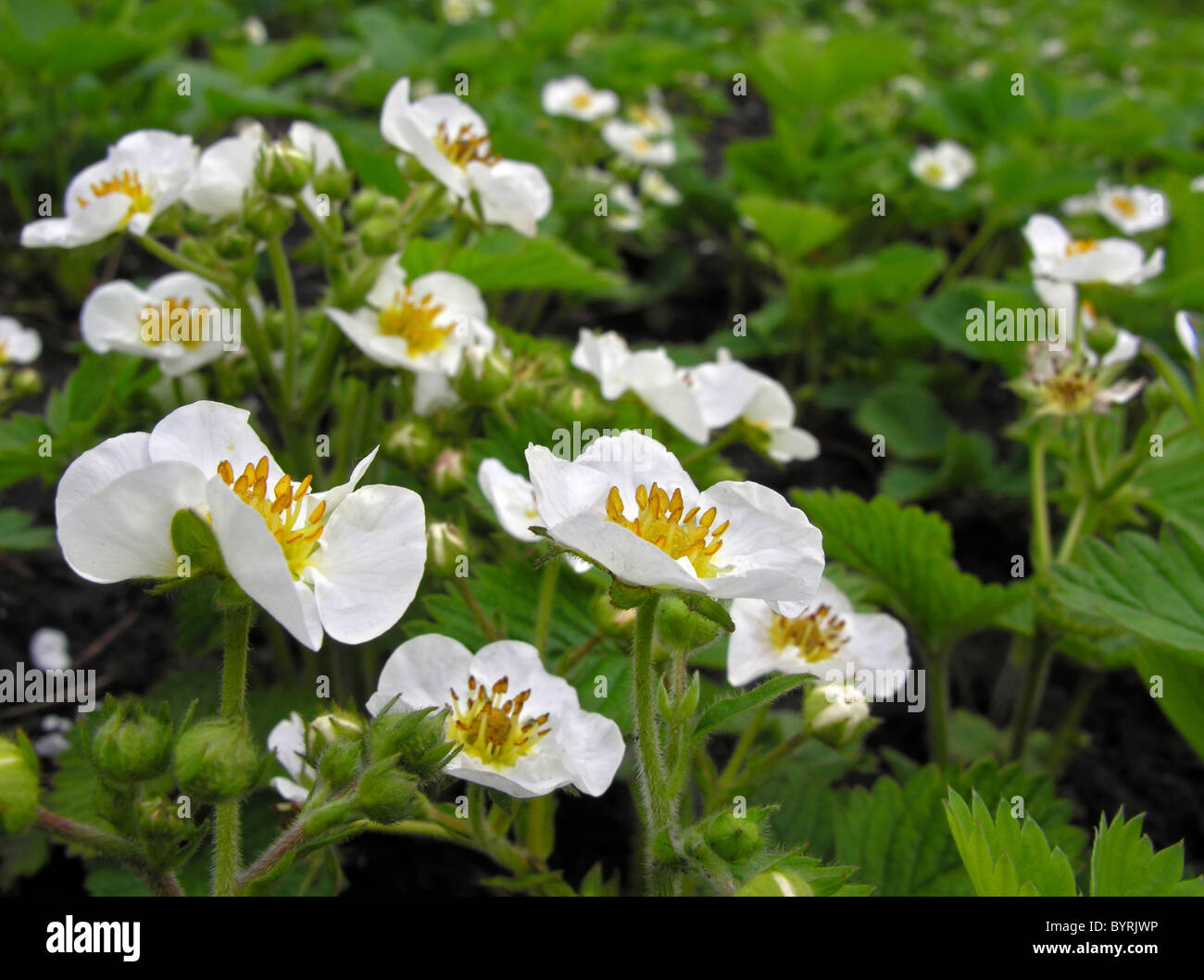 Flowering strawberries in the field Stock Photo - Alamy