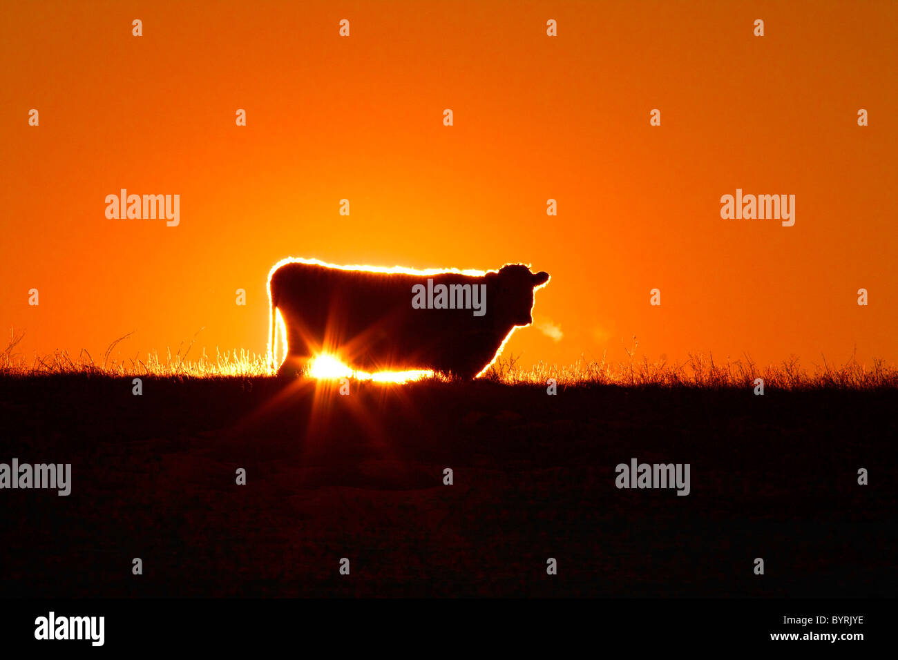 Livestock - Beef cow on a ridgeline silhouetted by the sunset / Alberta, Canada. Stock Photo