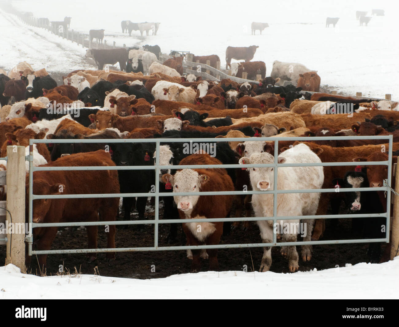 Livestock Mixed breeds of beef cattle congregate at a ranch gate on a