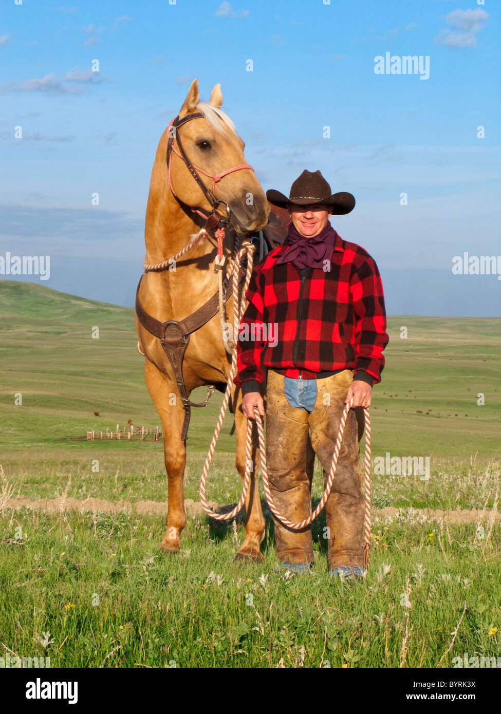 Livestock - A cowboy poses with his horse on a green prairie / Alberta, Canada. Stock Photo