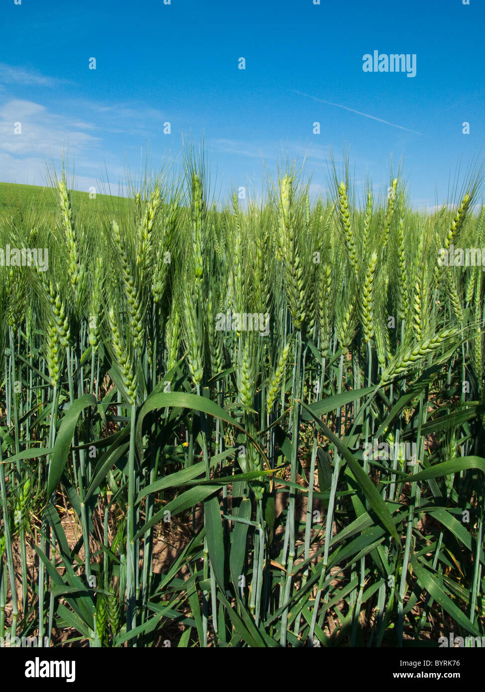 Agriculture - Sideview of maturing awned (bearded) Spring wheat crop / Idaho, USA. Stock Photo