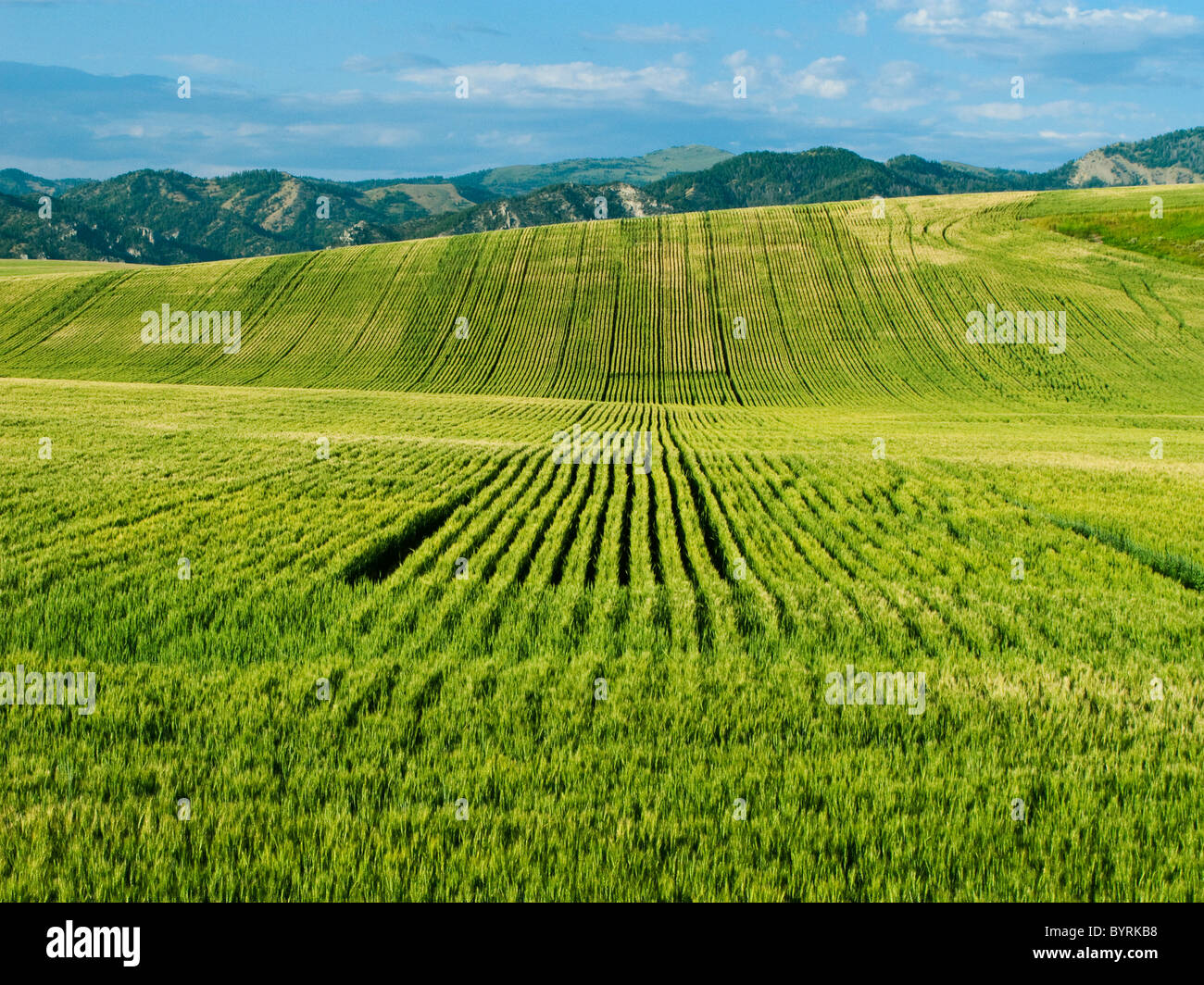 Agriculture Rolling field of maturing Spring wheat / Idaho, USA Stock