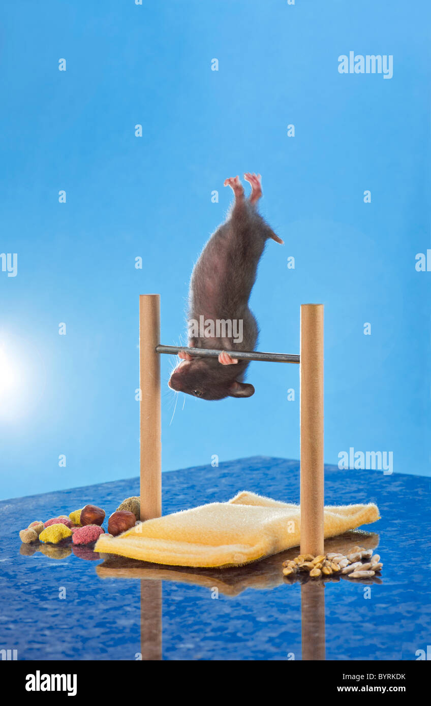 hamster attitude golden hamster goldhamster Mesocrietus auratus pet domestic animal rodent group blue plain background Animals Stock Photo