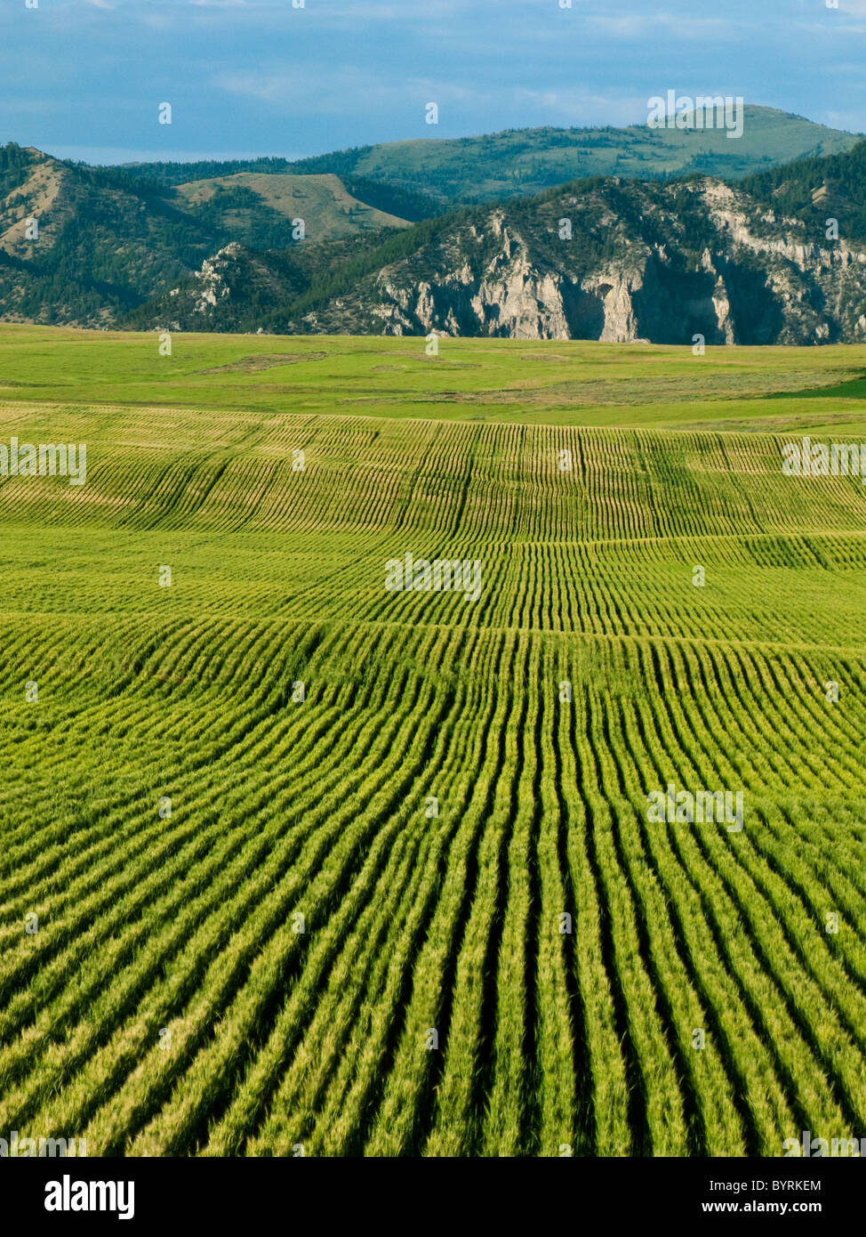 Agriculture Rolling field of maturing Spring wheat / Idaho, USA Stock