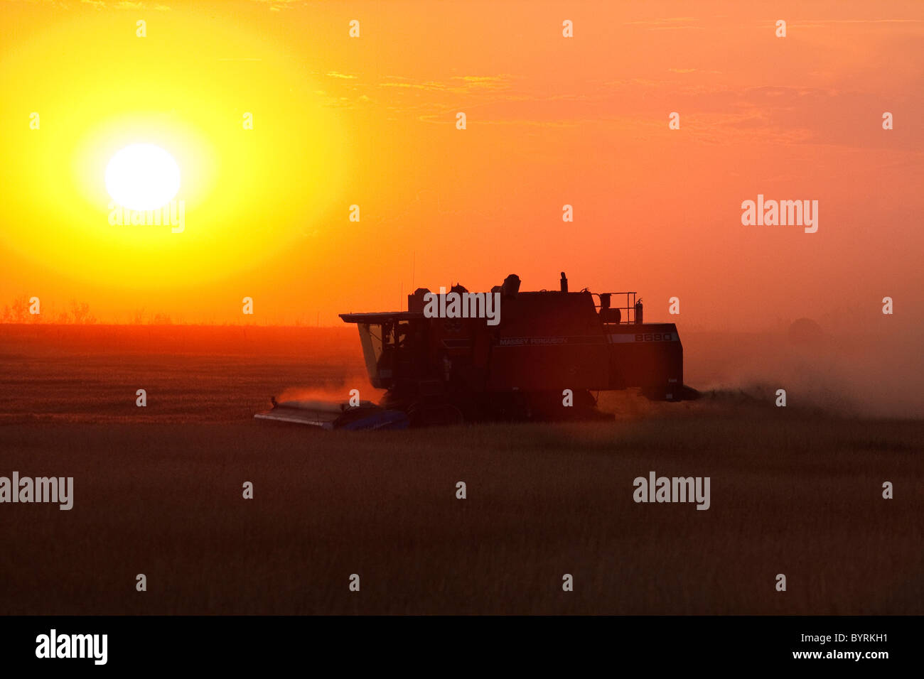 Agriculture - Silhouetted combine harvesting wheat at sunset / Alberta, Canada. Stock Photo