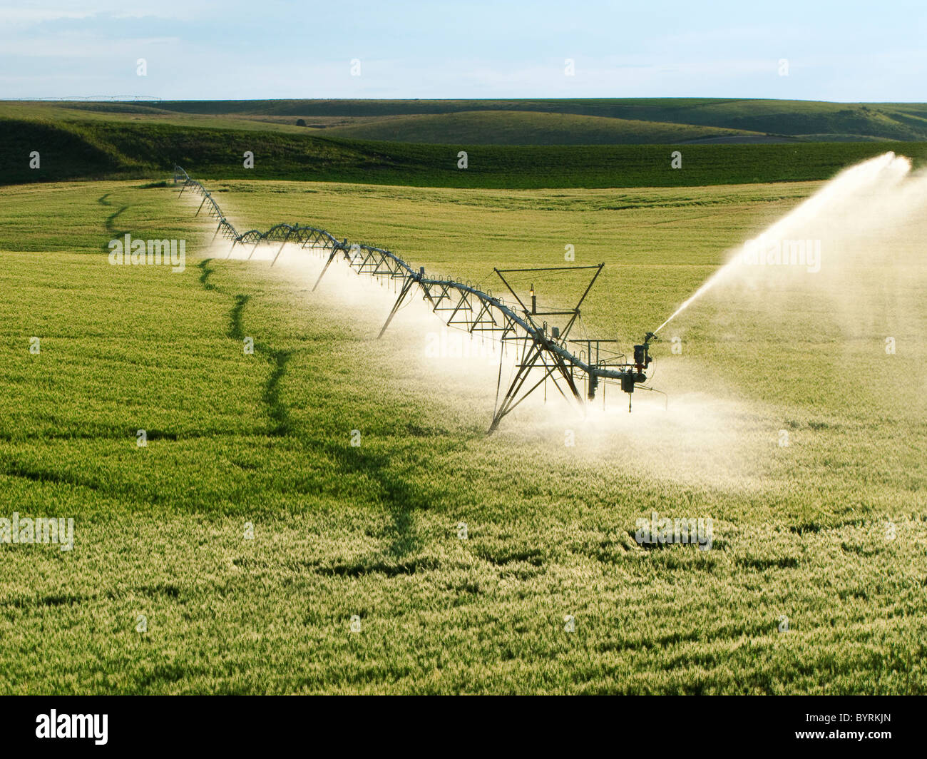 Agriculture - Operating center pivot irrigation system on a green grain field / Idaho, USA. Stock Photo