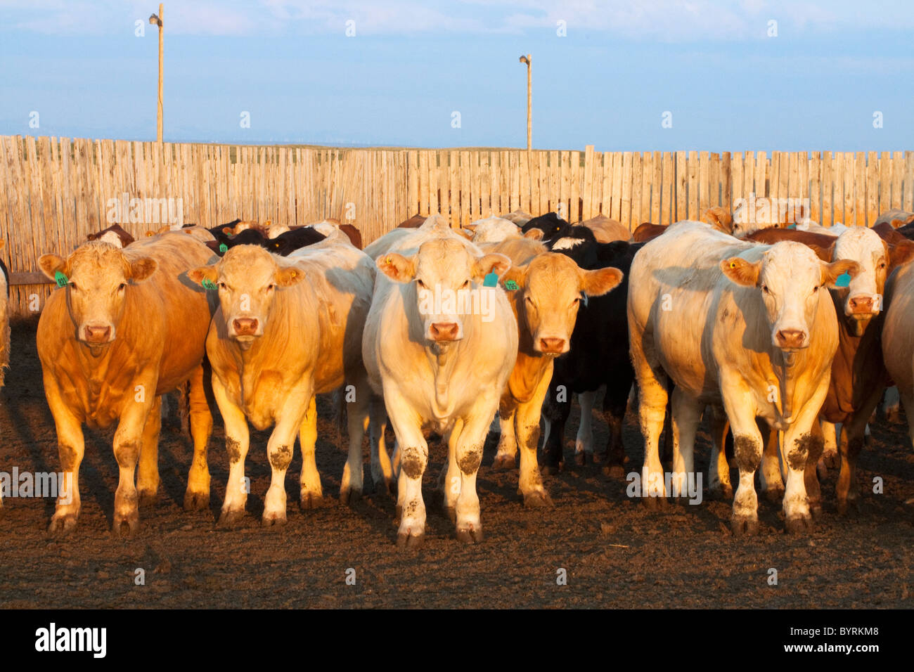 Livestock - Crossbred beef cattle in a feedlot pen at sunset / Alberta, Canada. Stock Photo