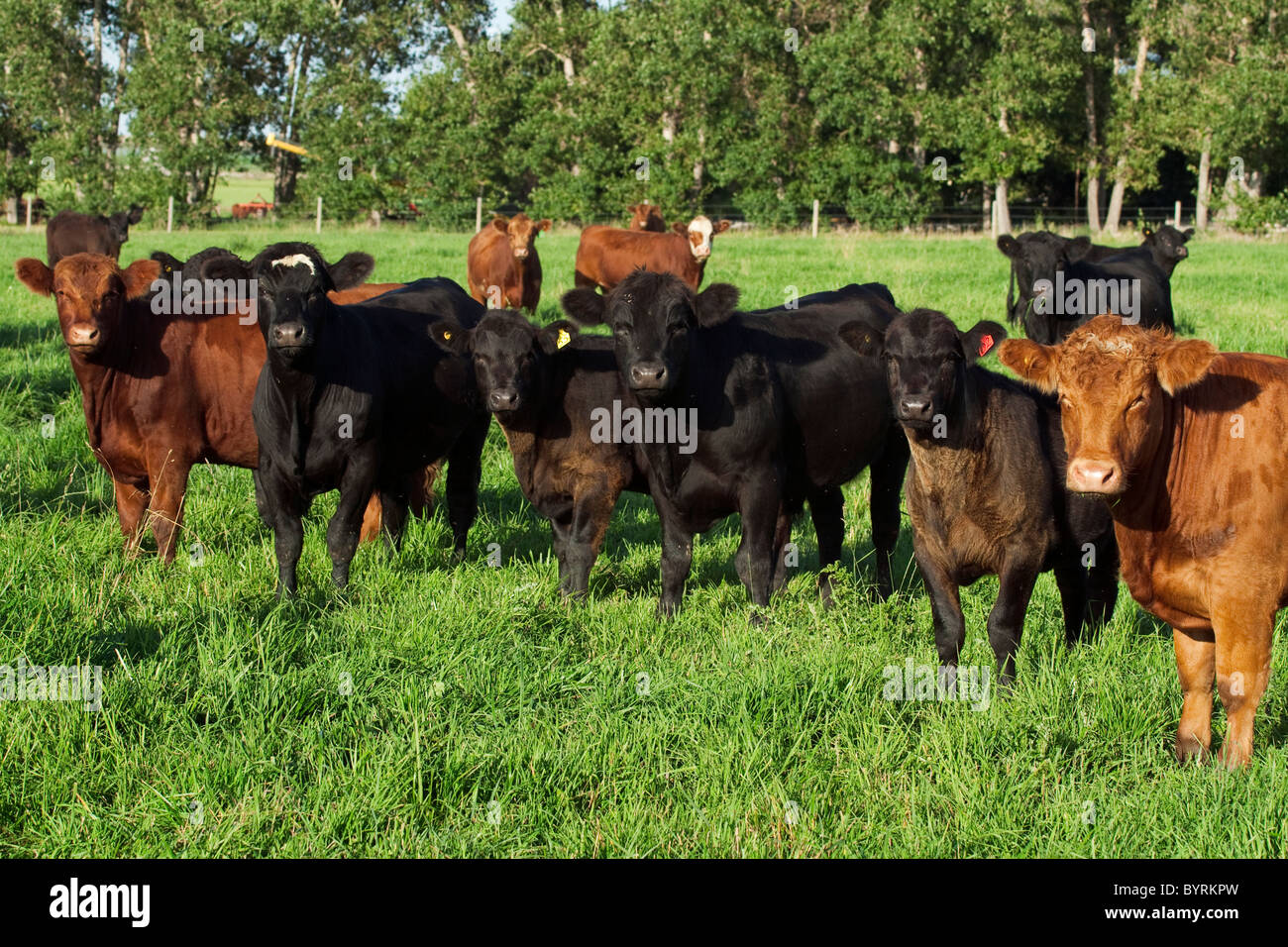 Livestock - Black and red Angus beef cows and calves on a green pasture / Alberta, Canada. Stock Photo