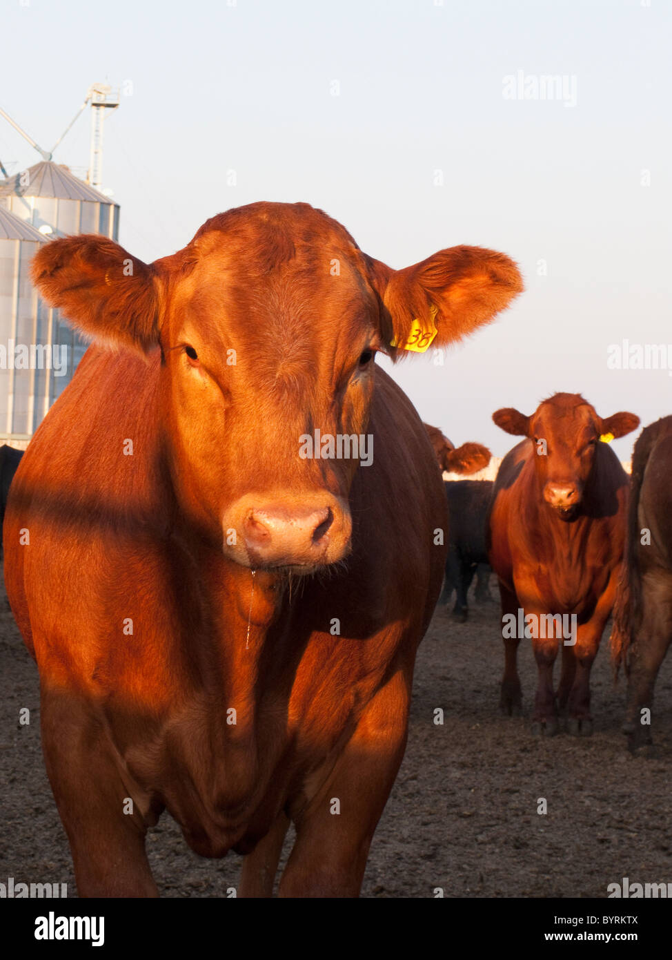 Livestock - Red Angus beef steers in a beef feedlot / Alberta, Canada. Stock Photo