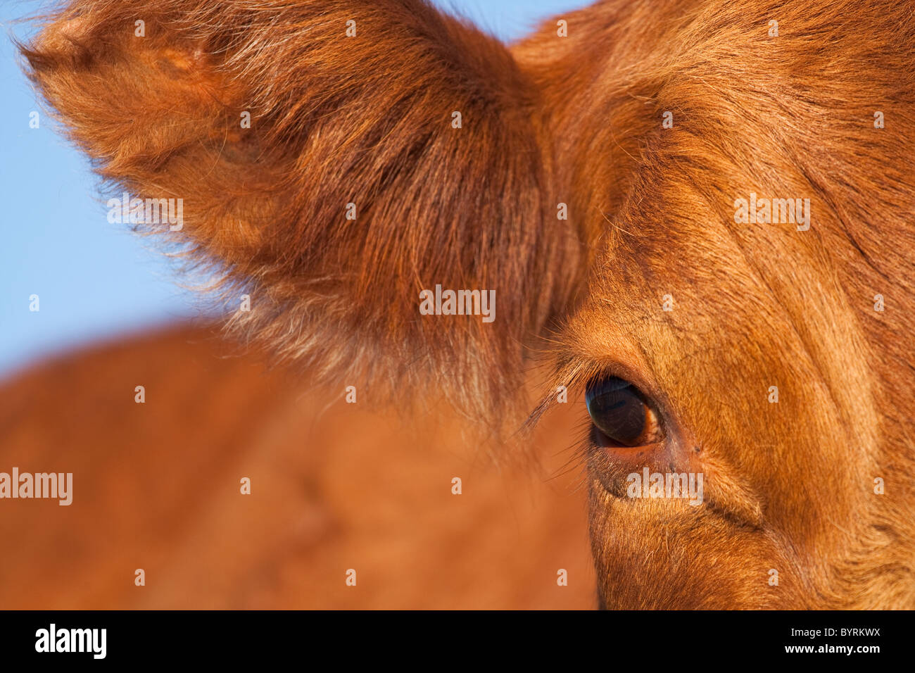 Livestock - Closeup of the ear and eye of a Red Angus beef cow / Alberta, Canada. Stock Photo