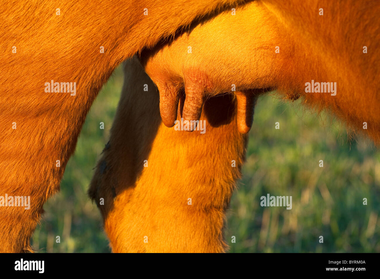 Livestock - Closeup of the udder of a Red Angus beef cow / Alberta, Canada. Stock Photo