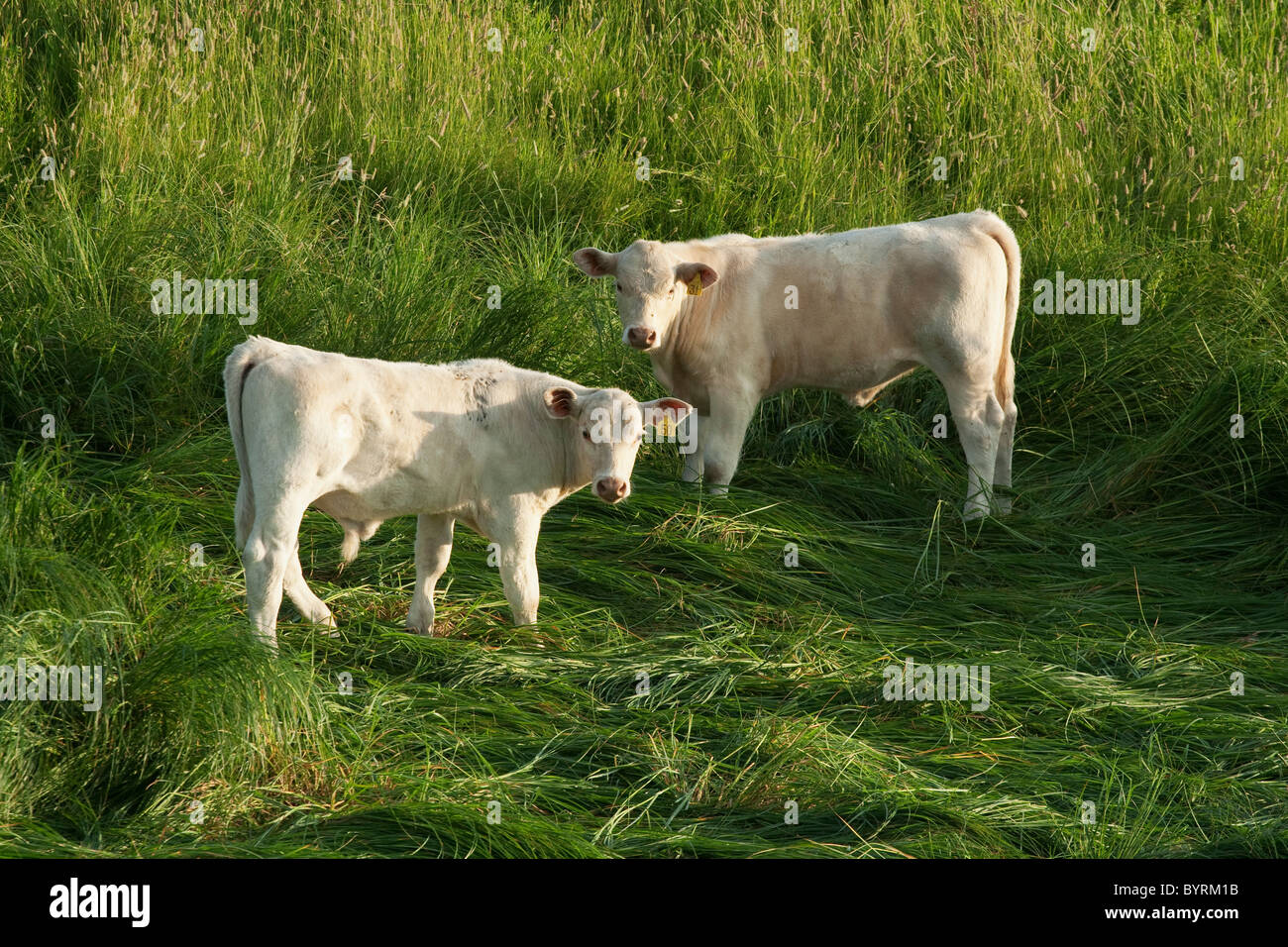 Livestock - Charolais beef calves on a lush, wet green meadow / Alberta, Canada. Stock Photo