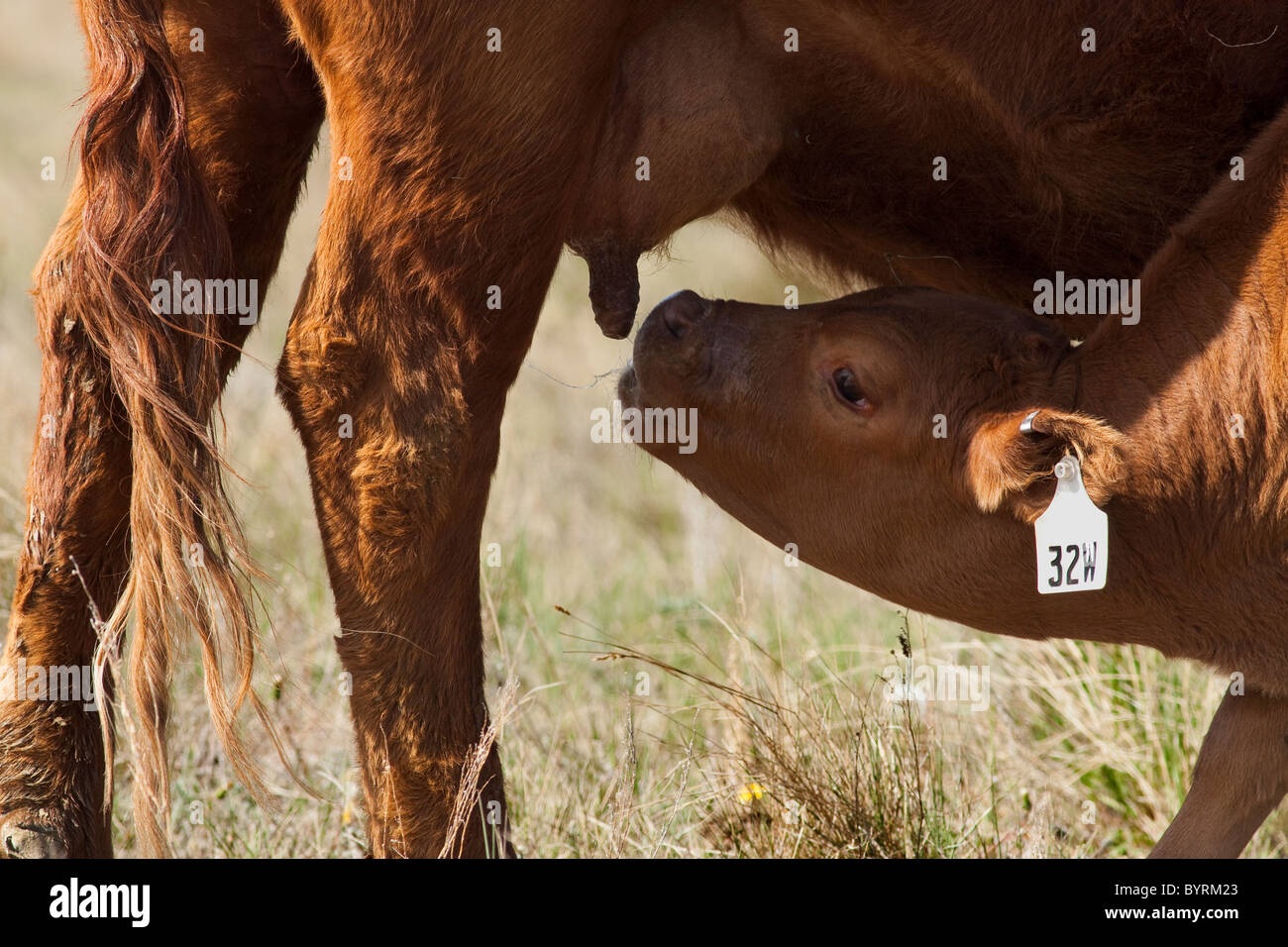 Livestock - Crossbred beef range calf just beginning to nurse it’s mother / Alberta, Canada. Stock Photo