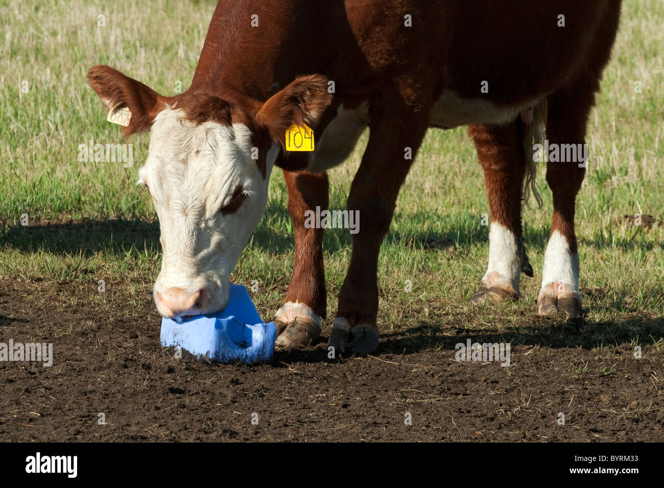 Livestock - Crossbred beef cow licking a salt block / Alberta, Canada. Stock Photo