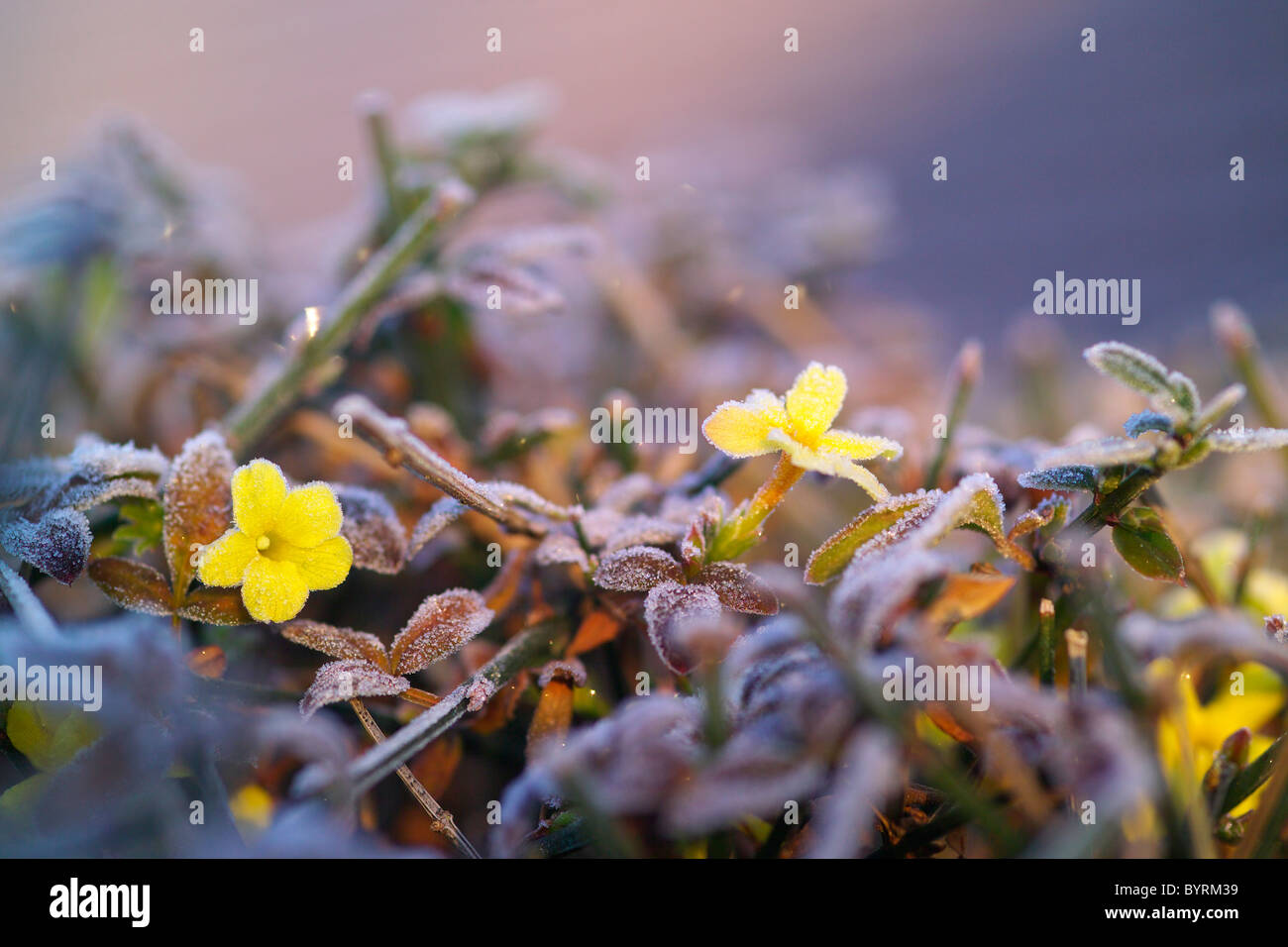 Winter Flowering Jasmine In Frost Stock Photo Alamy