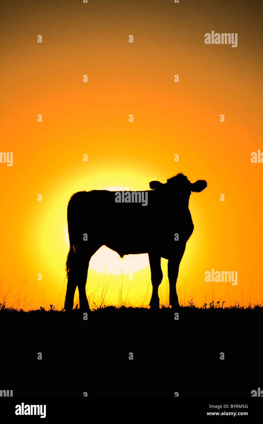 Livestock - Beef cow on a ridgeline silhouetted by the setting sun / Alberta, Canada. Stock Photo