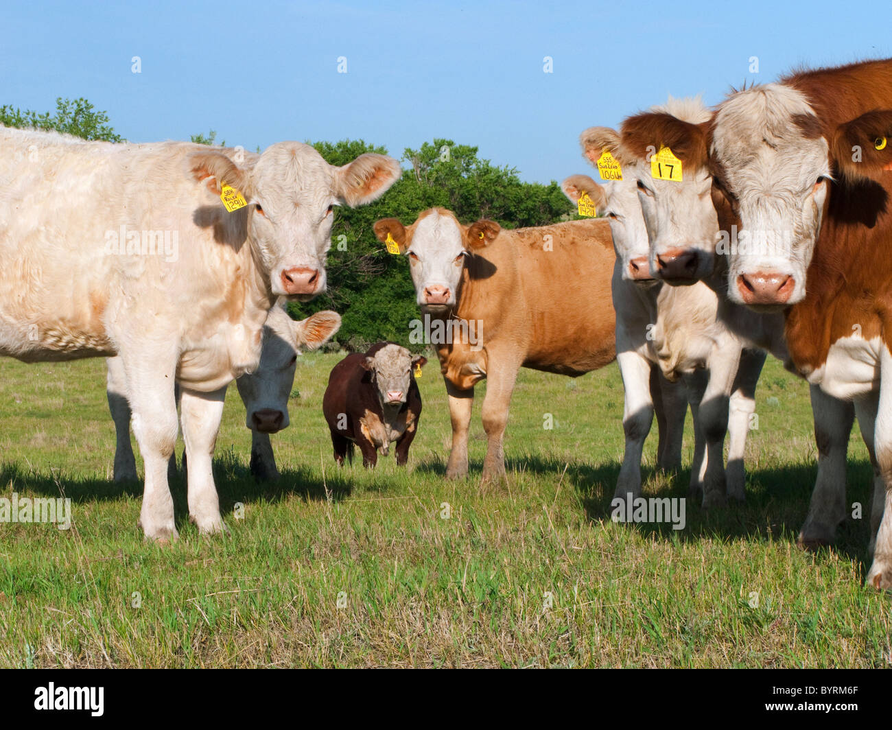 Livestock - Curious mixed breed beef cows on a green pasture / Alberta, Canada. Stock Photo