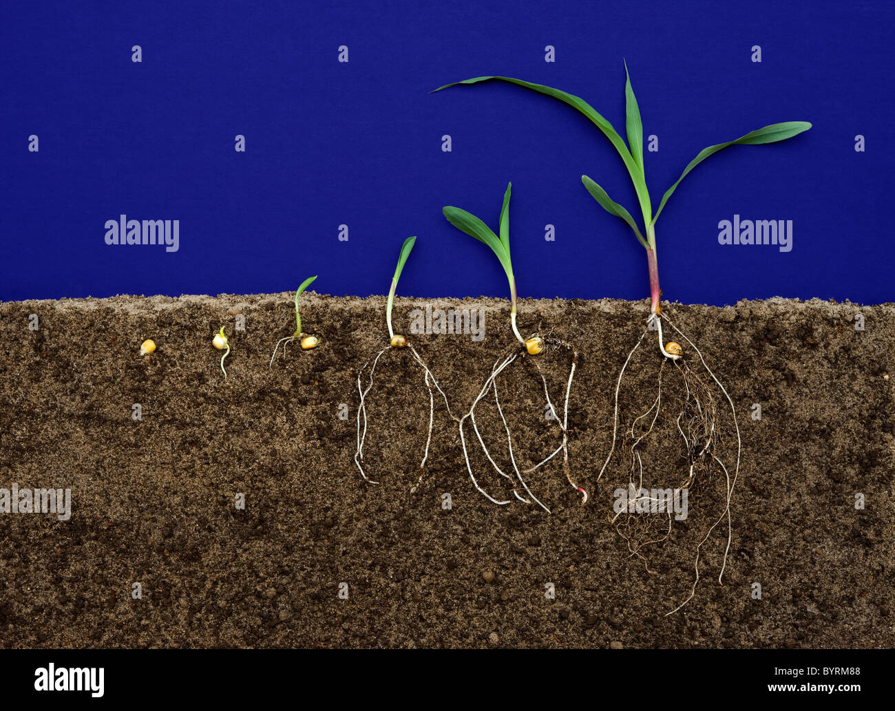 Grain corn (Zea maize) early growth development stages showing root systems. Stock Photo