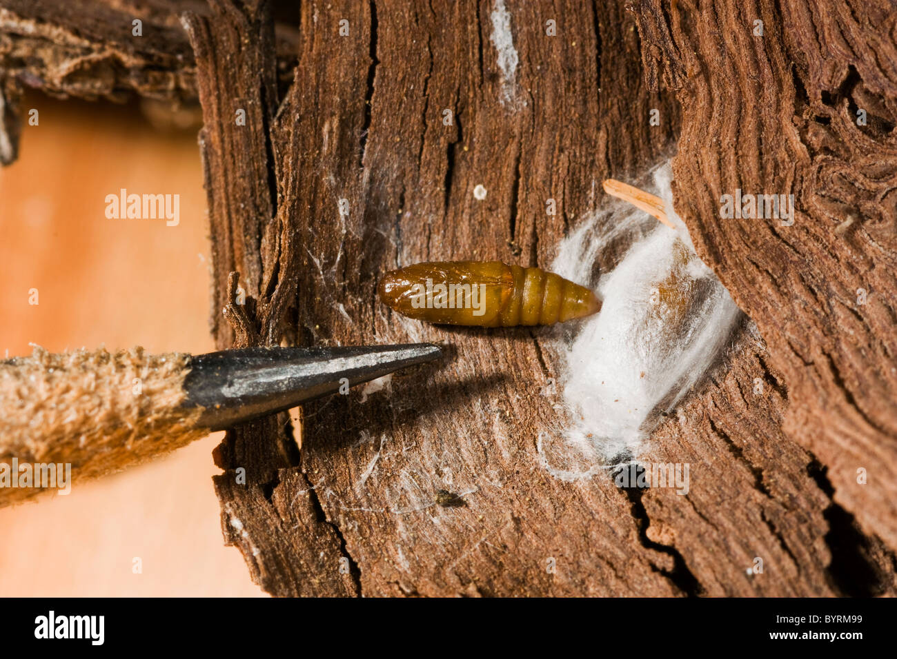 Codling Moth Killer - Naturally Kill Codling Moth & Protect Apple Trees -  Dragonfli