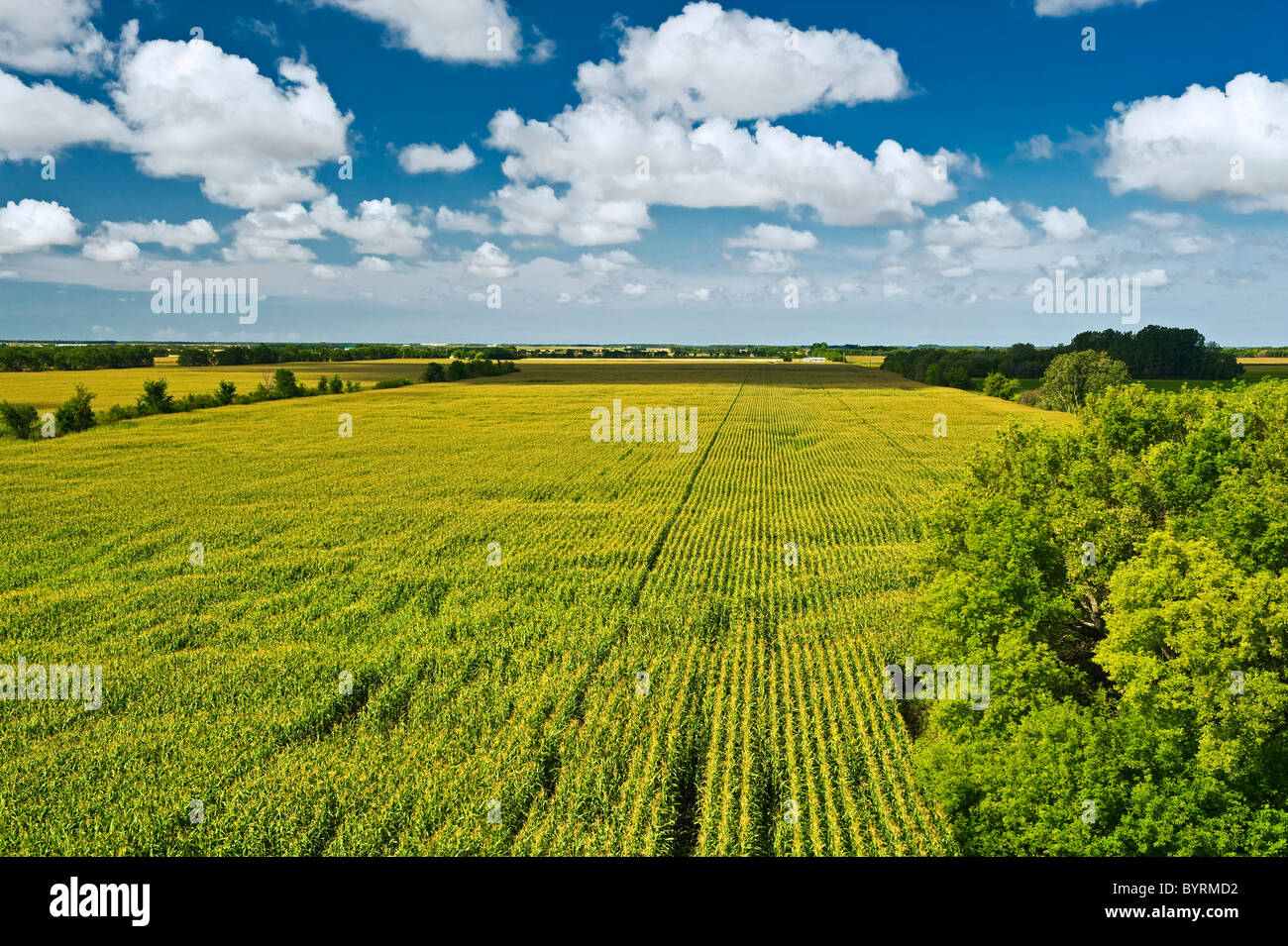 Agriculture Large field of mid growth tassel stage grain corn with