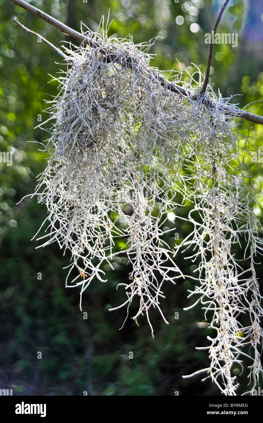 Spanish moss hanging from a Cypress tree Stock Photo Alamy