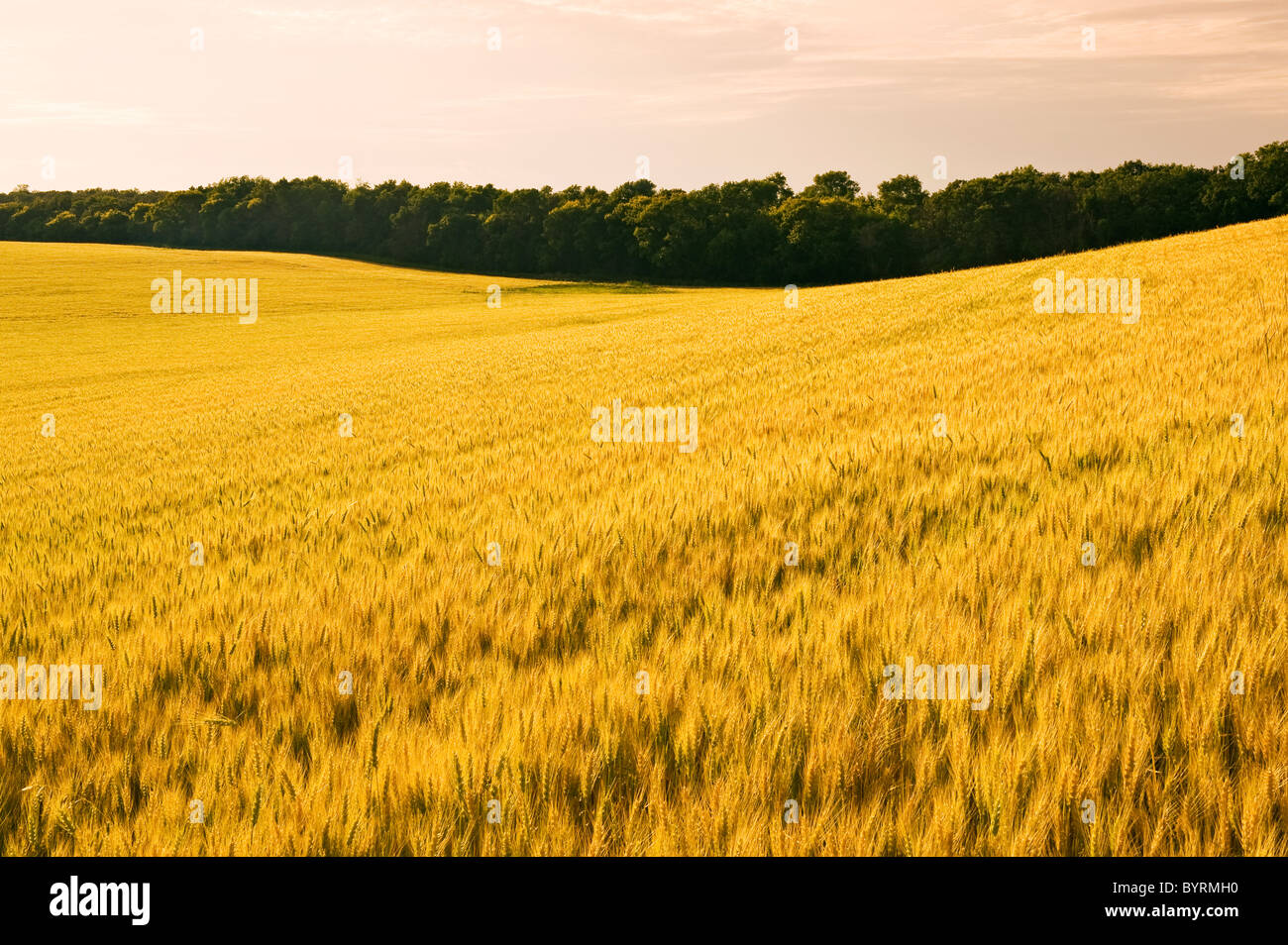 Agriculture - Rolling field of maturing wheat in late afternoon light / near Treherne, Manitoba, Canada. Stock Photo