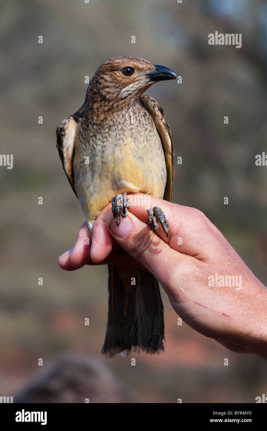 Spotted Bowerbird (Chlamydera maculata Stock Photo Alamy