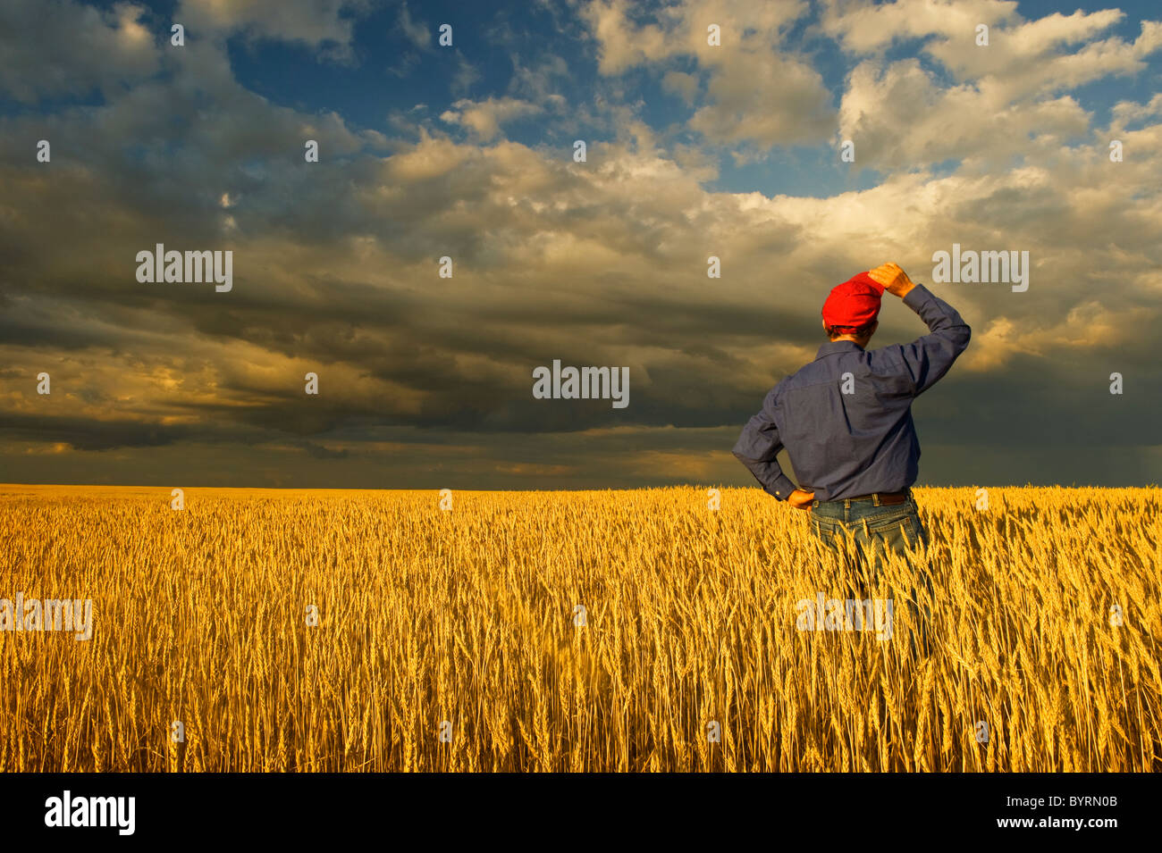 A farmer stands in his field of mature harvest stage spring wheat ...