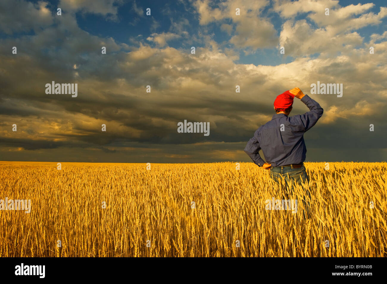 A farmer stands in his field of mature harvest stage spring wheat observing approaching storm clouds / Virden, Manitoba, Canada. Stock Photo