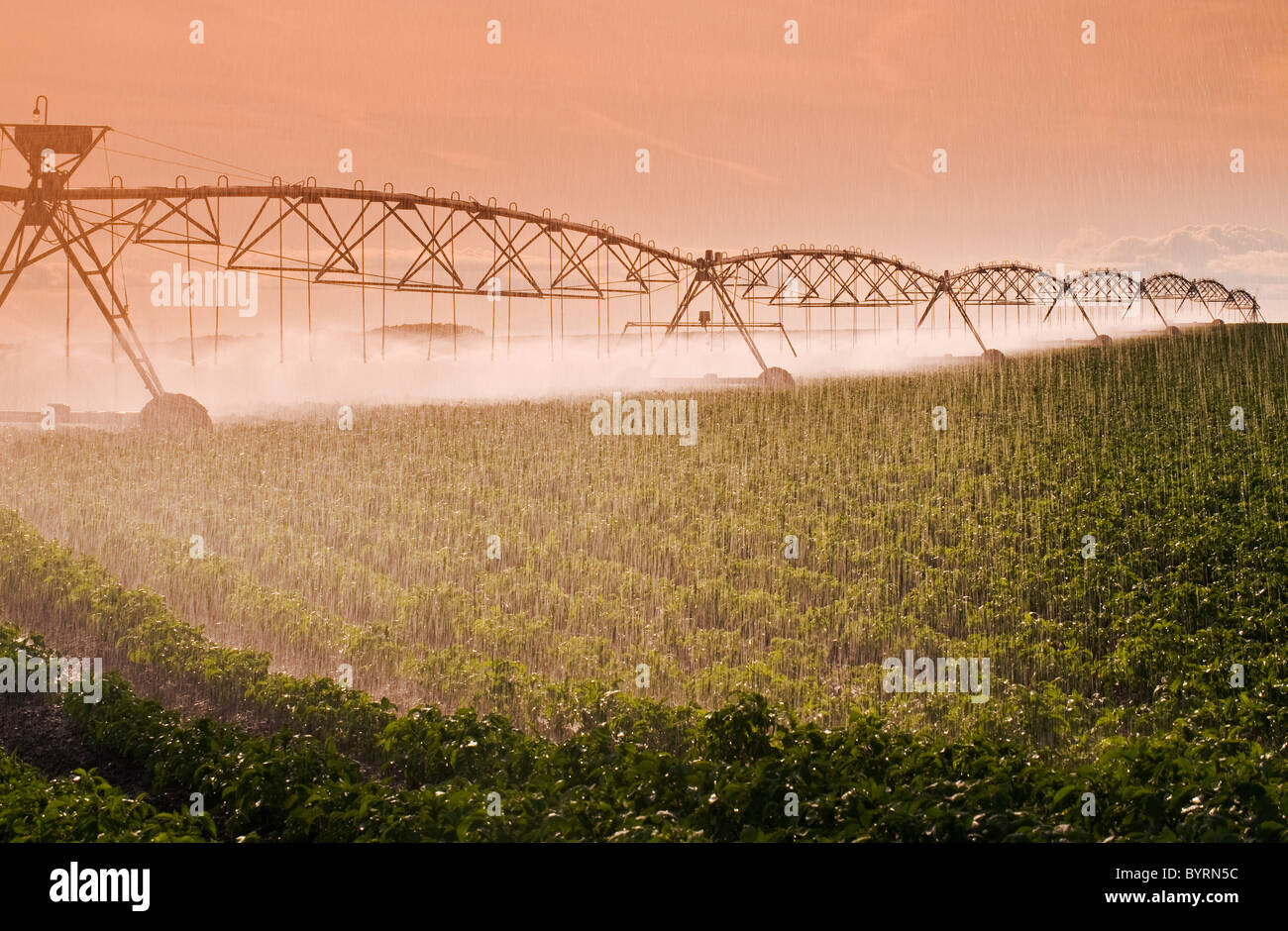 Agriculture - A center pivot irrigation system irrigates a field of mid growth potatoes / Tiger Hills, Manitoba, Canada. Stock Photo