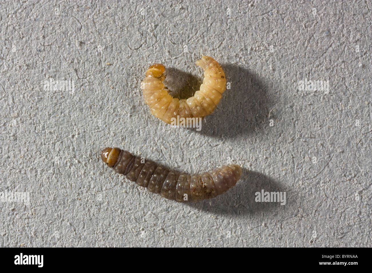 https://c8.alamy.com/comp/BYRNAA/agriculture-european-grapevine-moth-lobesia-botrana-2nd-and-4th-stage-BYRNAA.jpg