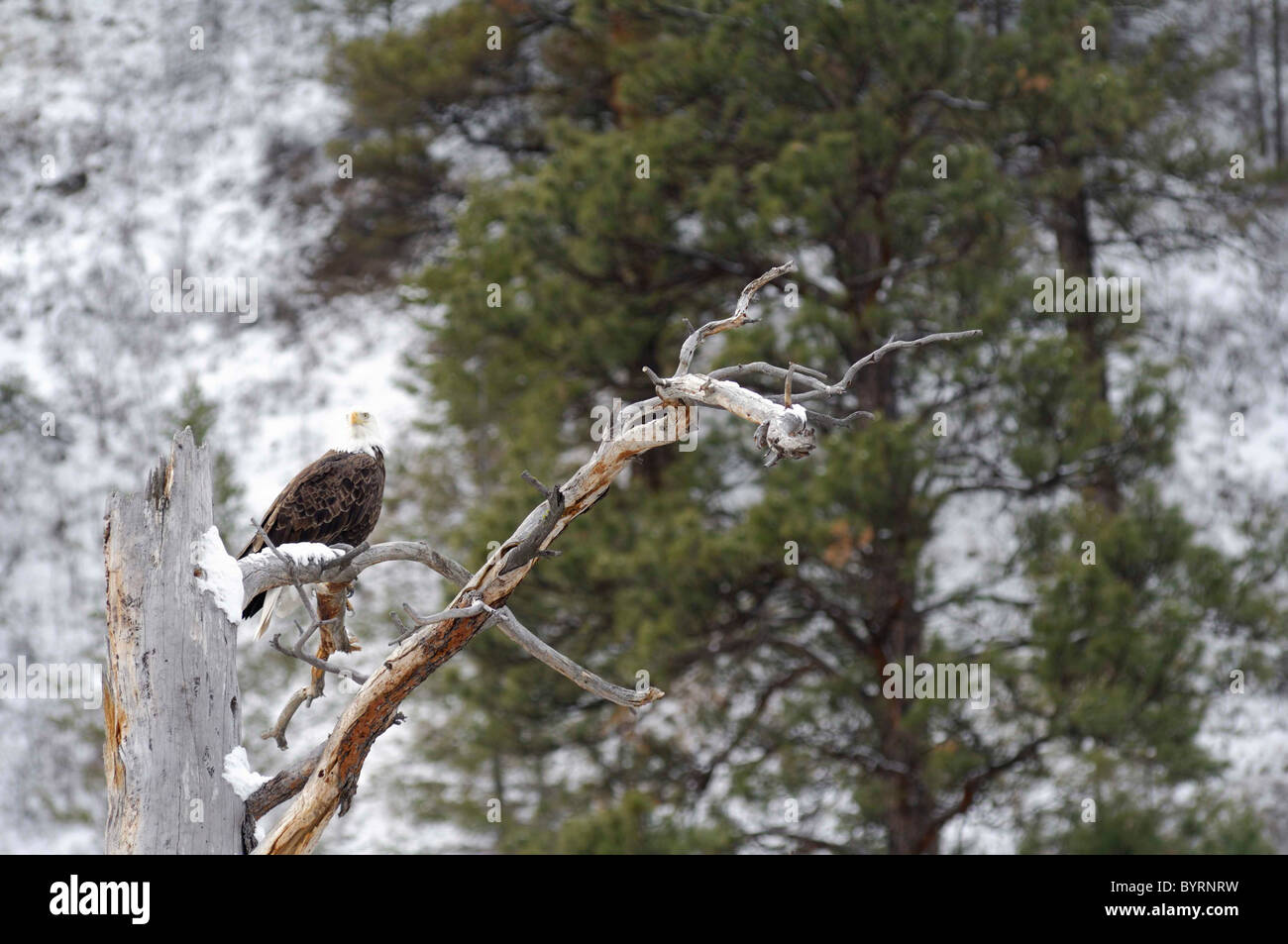 Bald Eagle in tree, Winter, Salmon River, Idaho Stock Photo Alamy