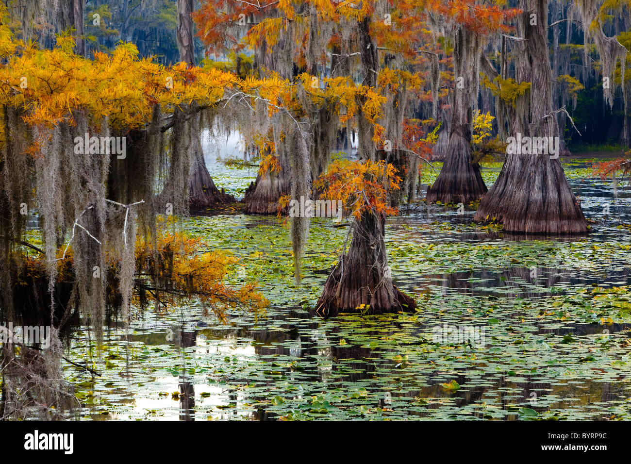 Bald cypress trees, Cypress Swamp, Caddo Lake, Texas and Louisiana, USA Stock Photo