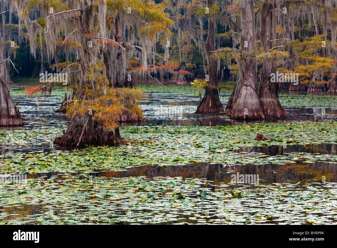 Bald Cypress Trees, Cypress Swamp, Caddo Lake, Texas And Louisiana, USA ...