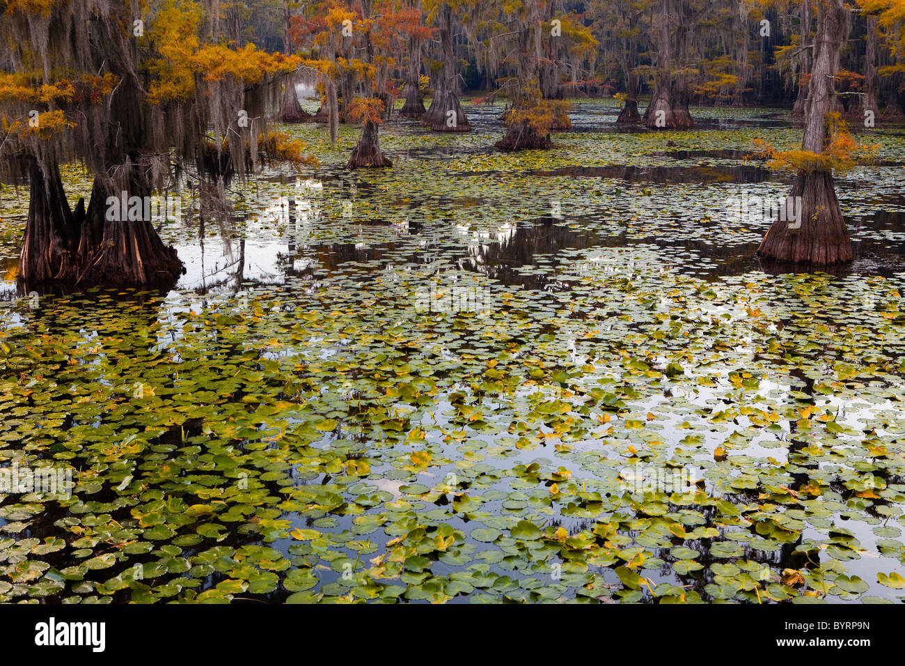 Bald cypress trees, Cypress Swamp, Caddo Lake, Texas and Louisiana, USA